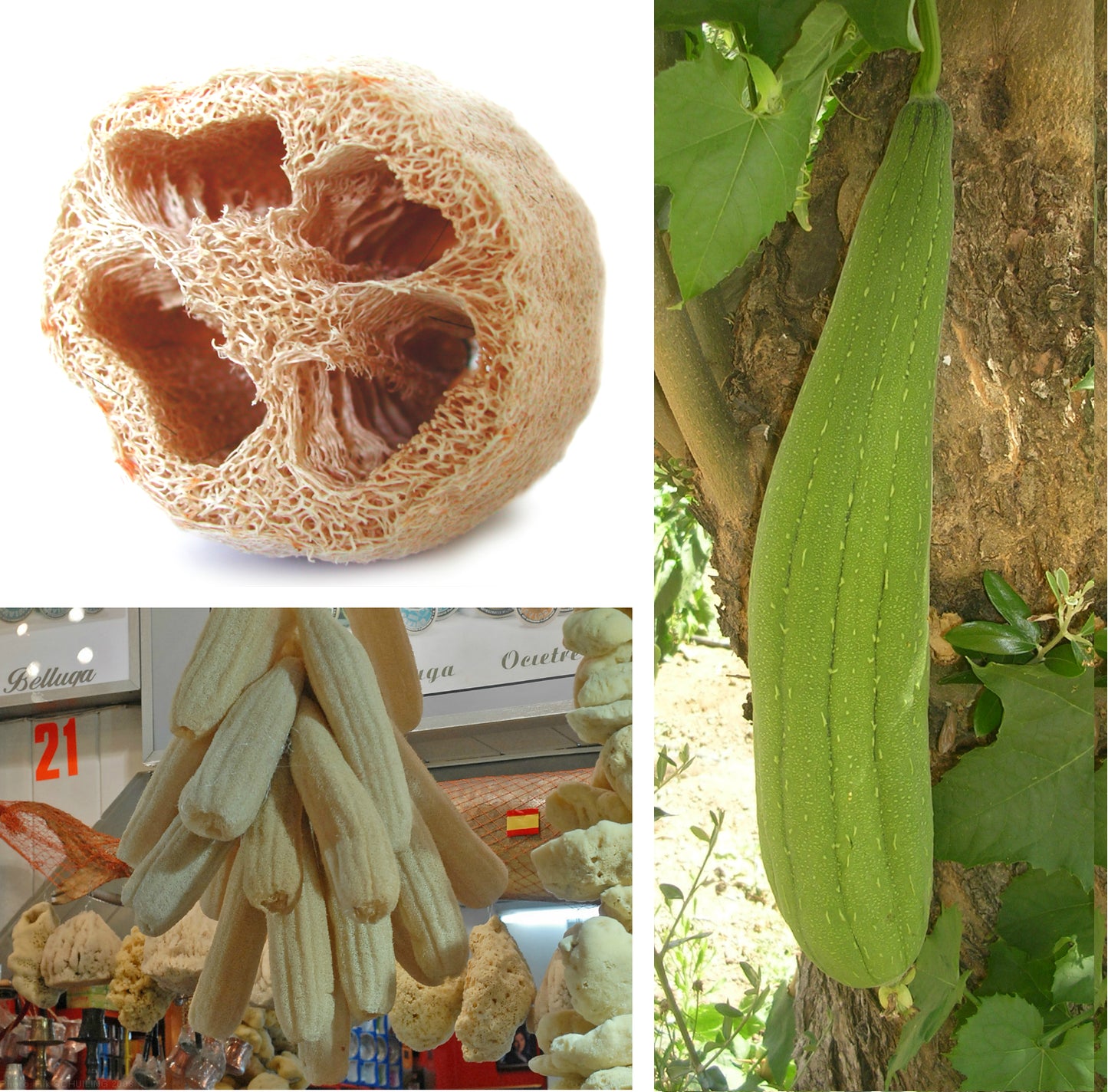 Luffa Luffa Cylindrica Loofah Seeds - Dishcloth Or Luffa Gourd Fruits Grow