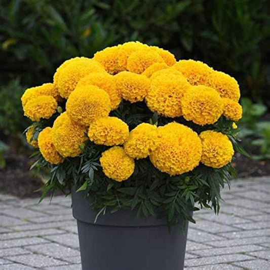 Marigold Flower Seeds for Planting – Heirloom, Non-GMO, Easy to Grow, Yellow Variety
