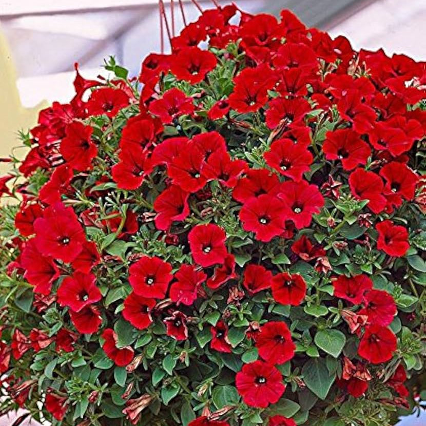 Petunias Seeds for Planting Red Color