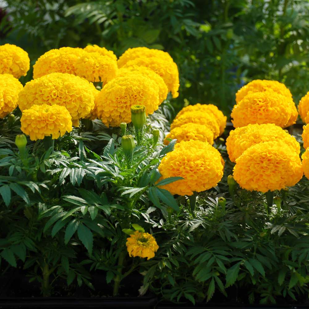 African Marigold Flower Garden Seeds Yellow
