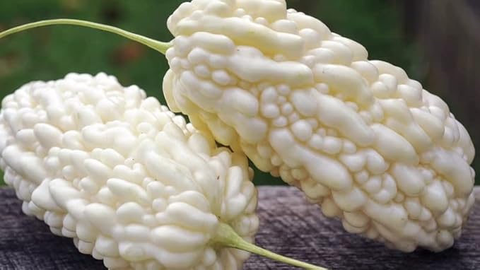 Semillas de melón amargo - Semillas de granja y jardín heredadas