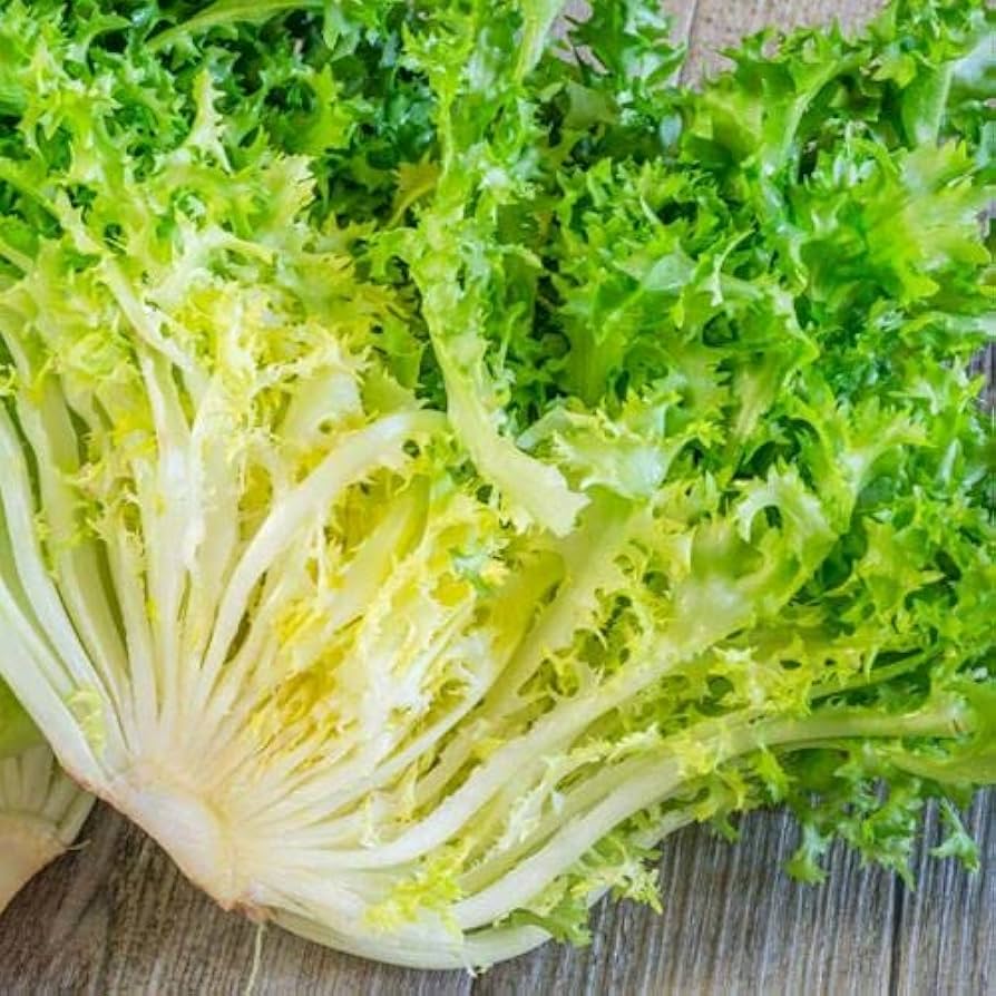 Chicory Seeds - for Gardens