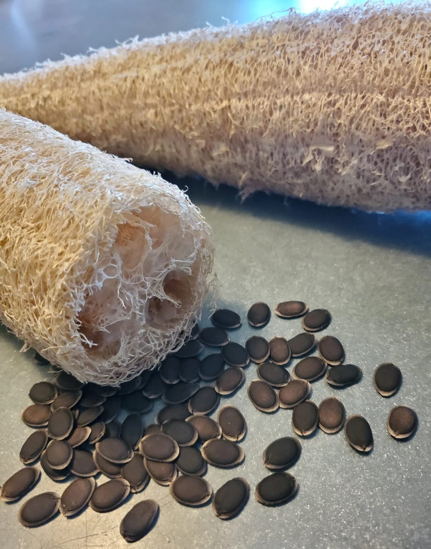 Luffa Luffa Cylindrica Loofah Seeds - Dishcloth Or Luffa Gourd Fruits Grow