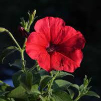 Petunia Seeds for Planting – Heirloom, Non-GMO, Red Blooms, Easy to Grow