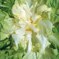 Chicory Seeds - for Gardens