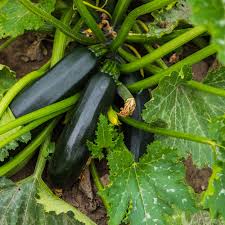 Graines de courgette - Noires