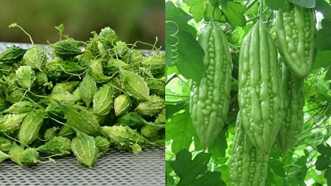 Semillas de melón amargo - Semillas de granja y jardín heredadas
