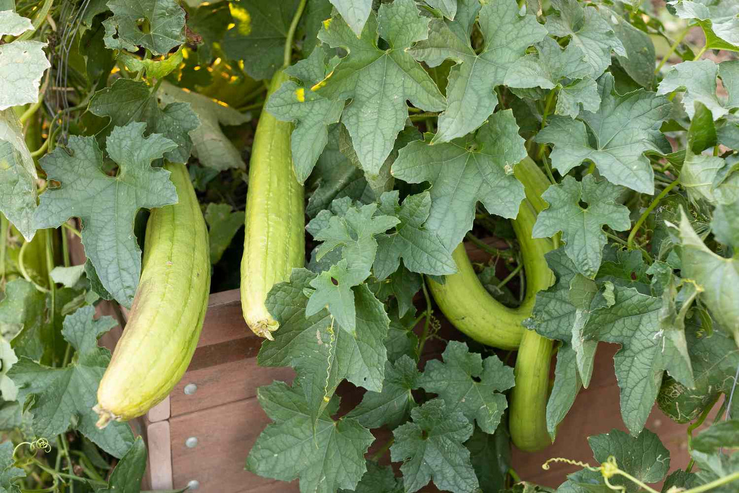 Luffa Luffa Cylindrica Loofah Seeds - Dishcloth Or Luffa Gourd Fruits Grow