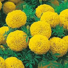 African Marigold Flower Garden Seeds Yellow