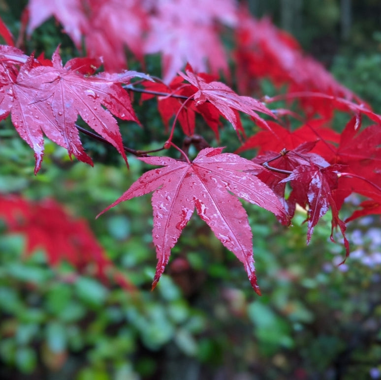 planting acer seeds Japanese Maple (Acer palmatum) Herb Seeds for Planting – Heirloom, Non – Pure Asia Seeds