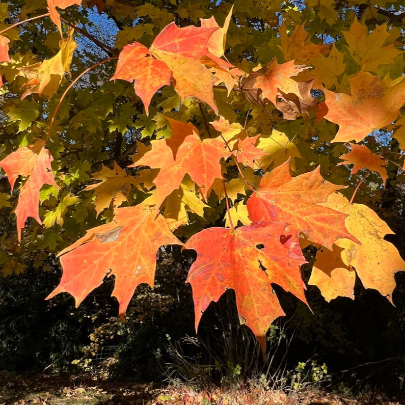 Sugar Maple Herb Seeds