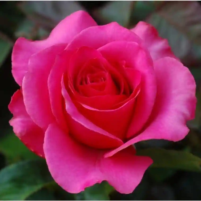 Red Pink Rose Flower seeds for Planting - Seasonal Bloomer, Heirloom & GMO Free Seeds for Home Garden
Sale for planting in home garden