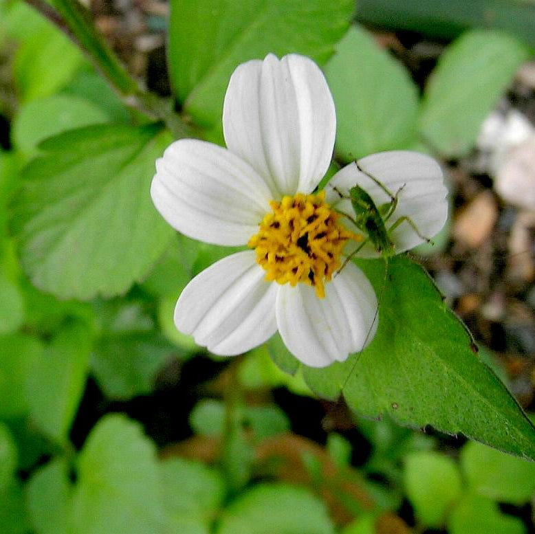 Bidens Alba Butterfly Needles Flower Seeds