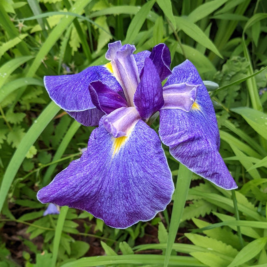 Japanese Iris (Iris ensata) Flower Seeds for Planting – Heirloom, Non-GMO, Perennial