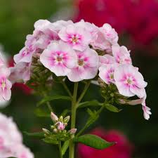 Pink and White Phlox Seeds – Cutting Flowers
