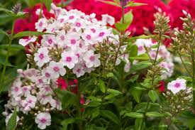 Pink and White Phlox Seeds – Cutting Flowers