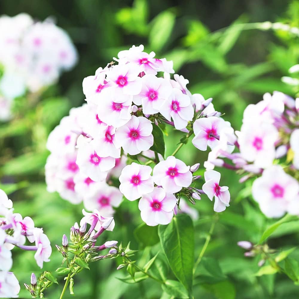 Pink and White Phlox Seeds – Cutting Flowers