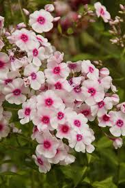 Pink and White Phlox Seeds – Cutting Flowers