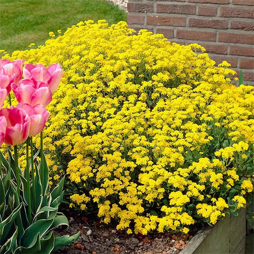 Yellow Creeping Thyme Herb Seeds