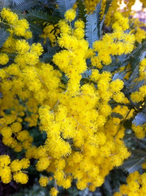 plant brightbloom seed Acacia Baileyana Flower seeds for Planting Bright Bloom