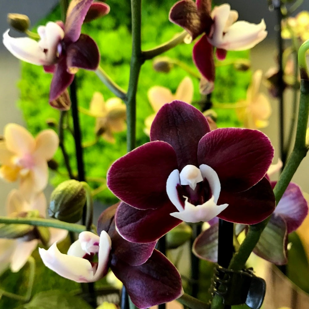 Chocolate Phalaenopsis Orchid Flower seeds for Planting - Perfect for Borders, Heirloom & GMO Free Seeds for Home Garden
Sale for planting in home garden