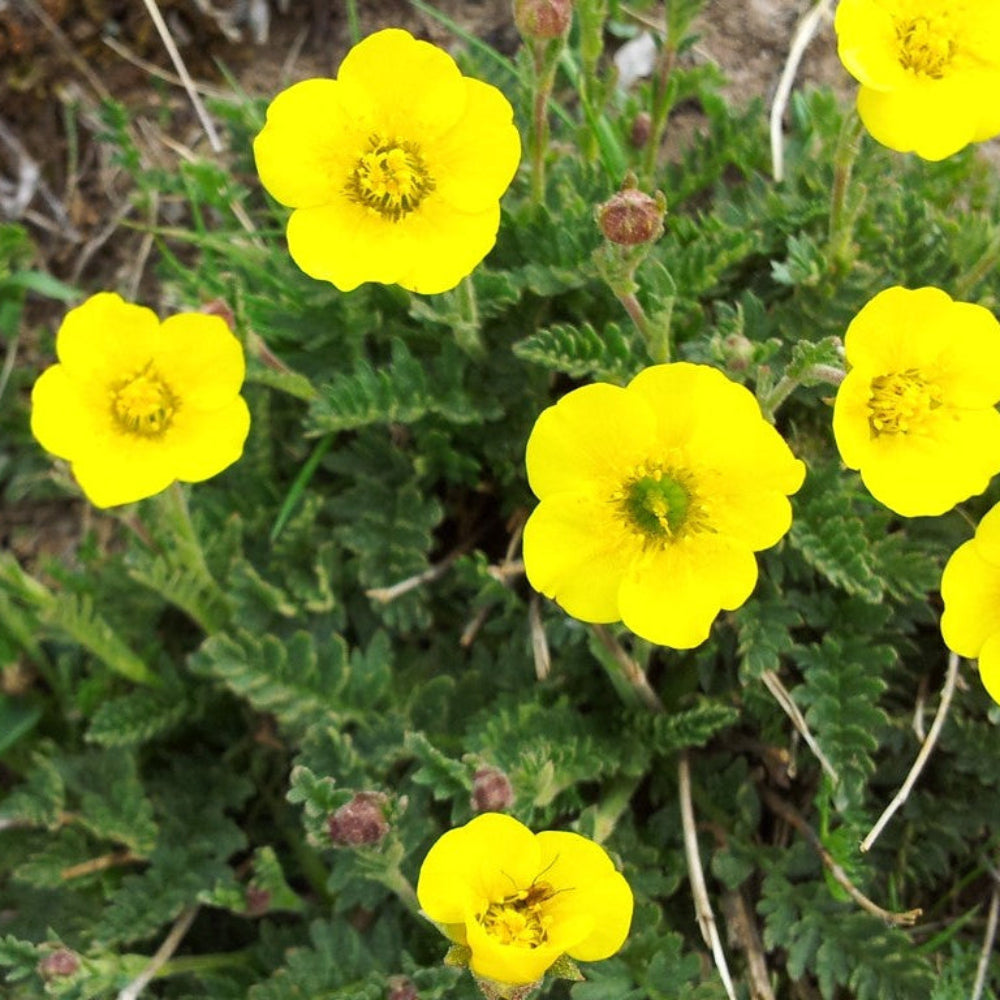 Bigflower Cinquefoil Flower Seeds
