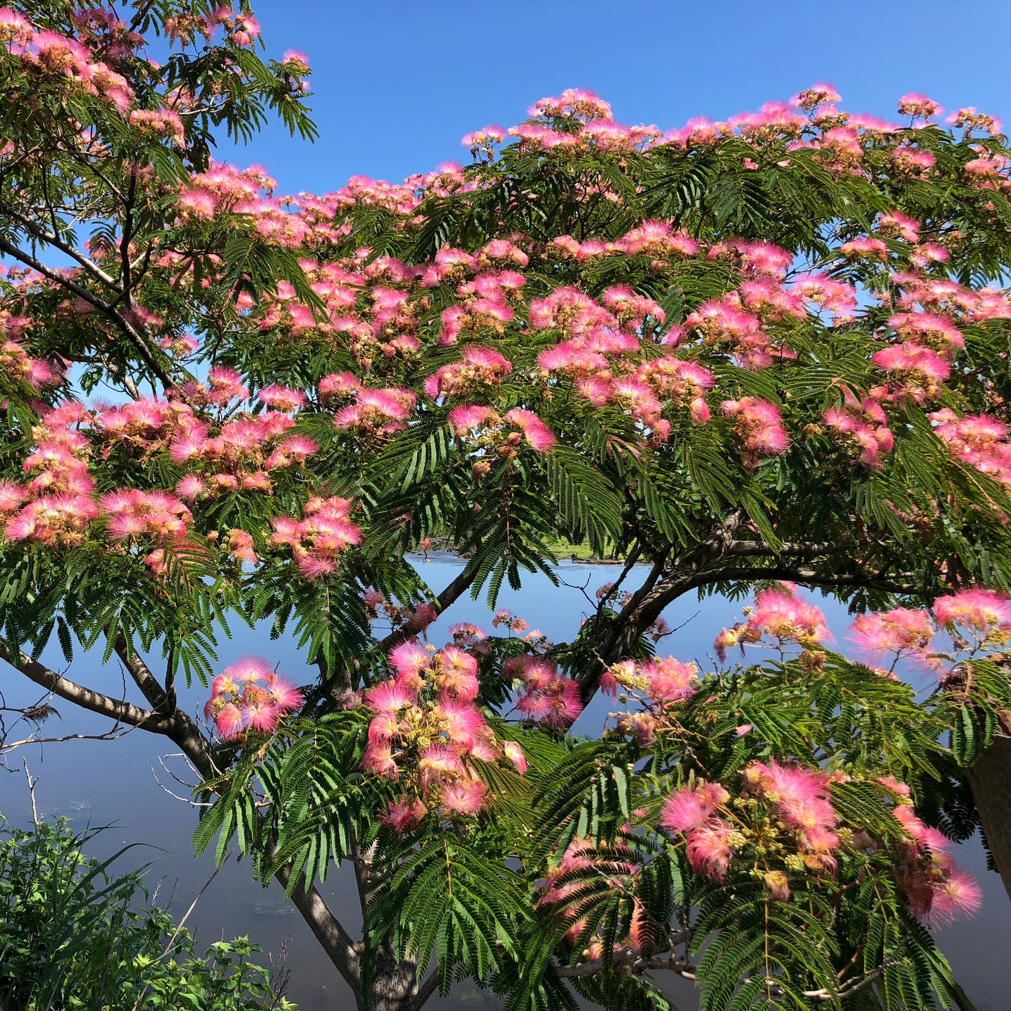 Semillas del árbol Albizia julibrissin