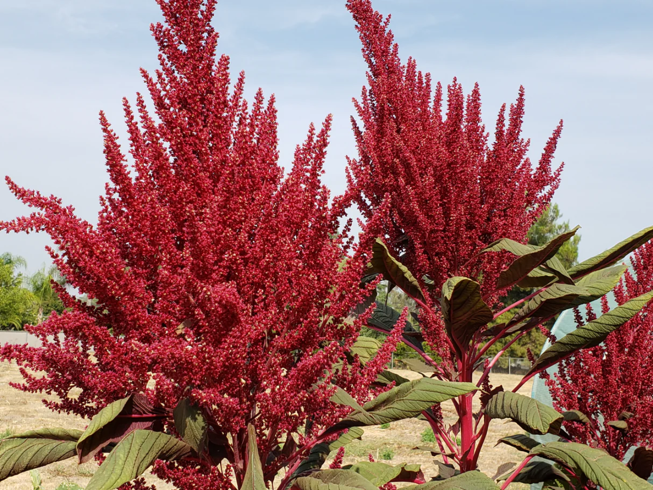 Amaranthus Red Garnet Seeds - Vibrant Red Leafy Green for Culinary & Ornamental Use