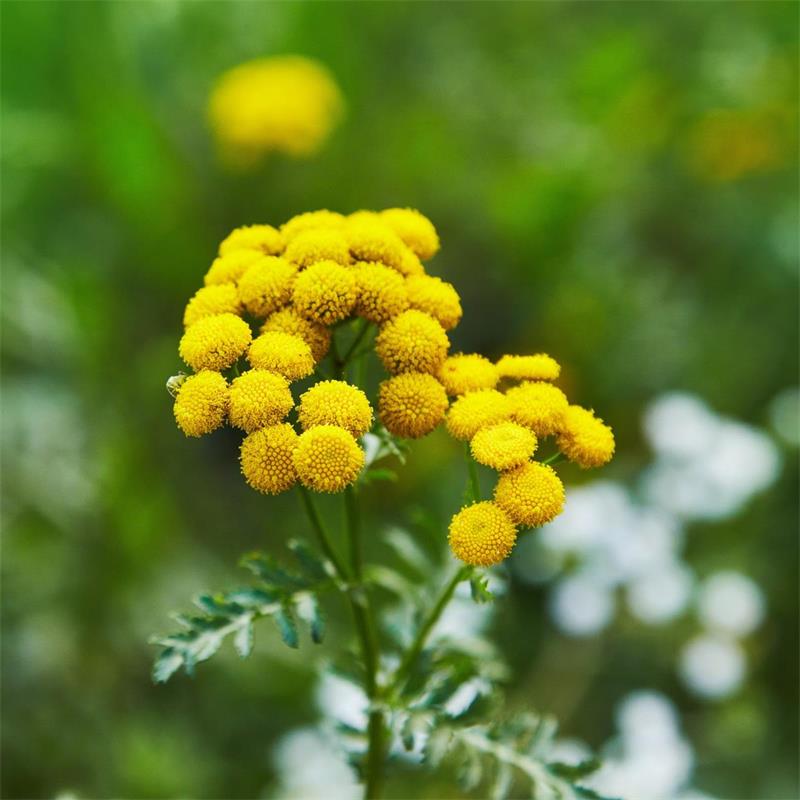 Tansy Flower Seeds