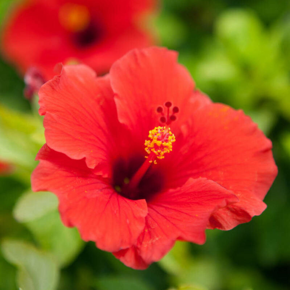 Hibiscus Flower Seeds