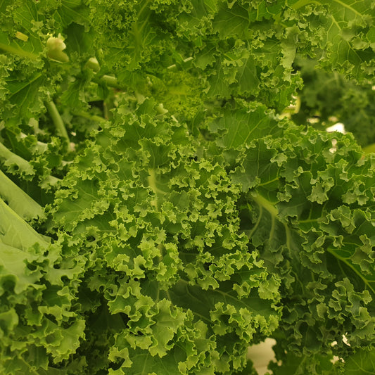 Kale (Brassica oleracea) Vegetable Seeds for Planting – Heirloom, Non-GMO, Easy to Grow, Annual