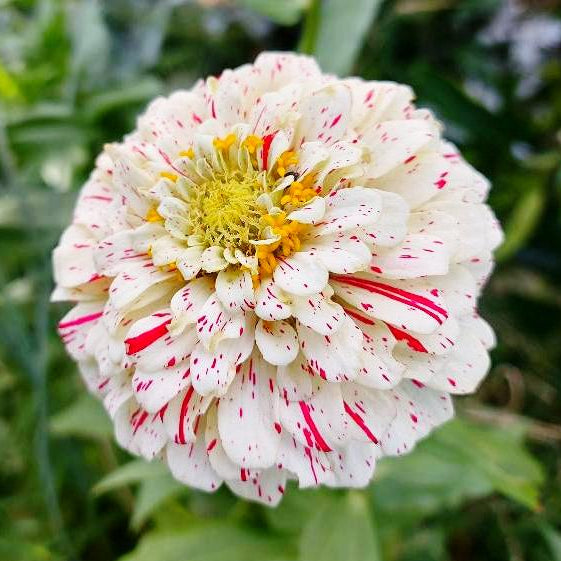 Zinnia ‘Peppermint Stick’ Flower Seeds for Planting – Heirloom, Non-GMO, Easy to Grow, Annual Blooms