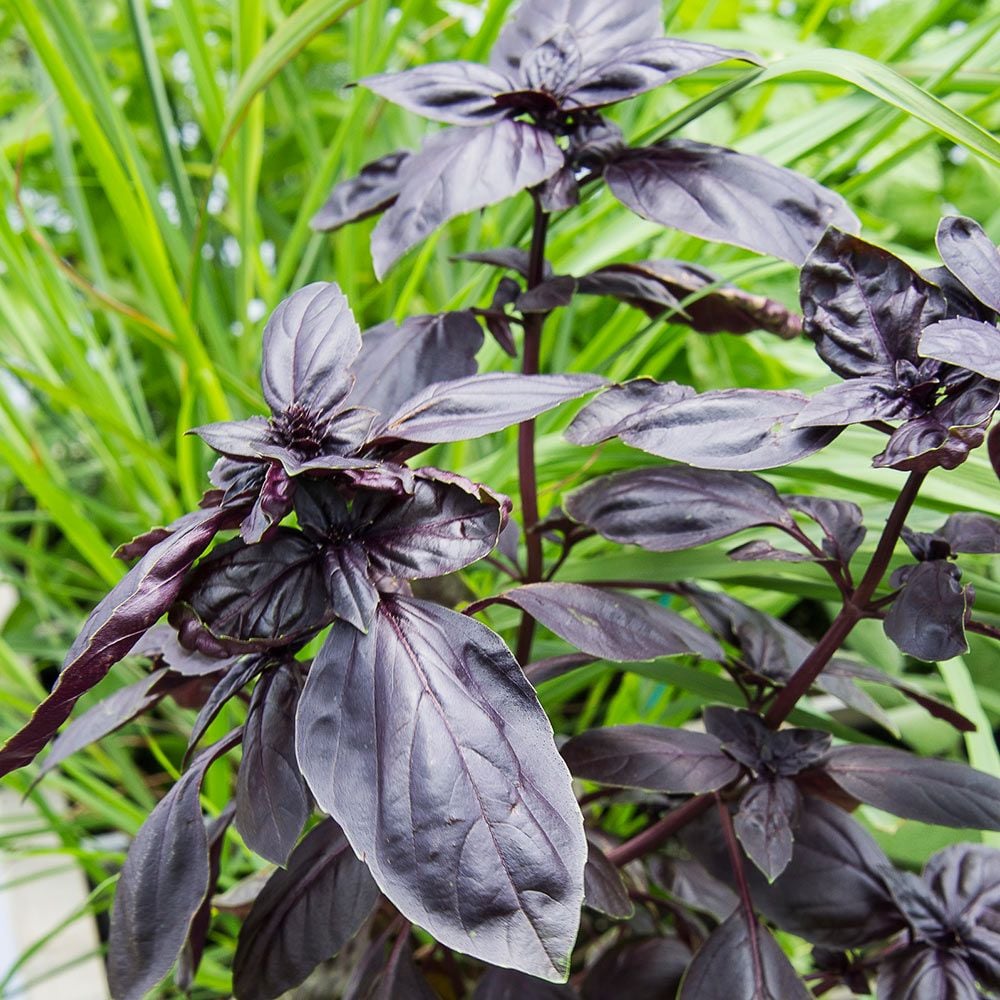 Basil 'Red Freddy' Herb Seeds