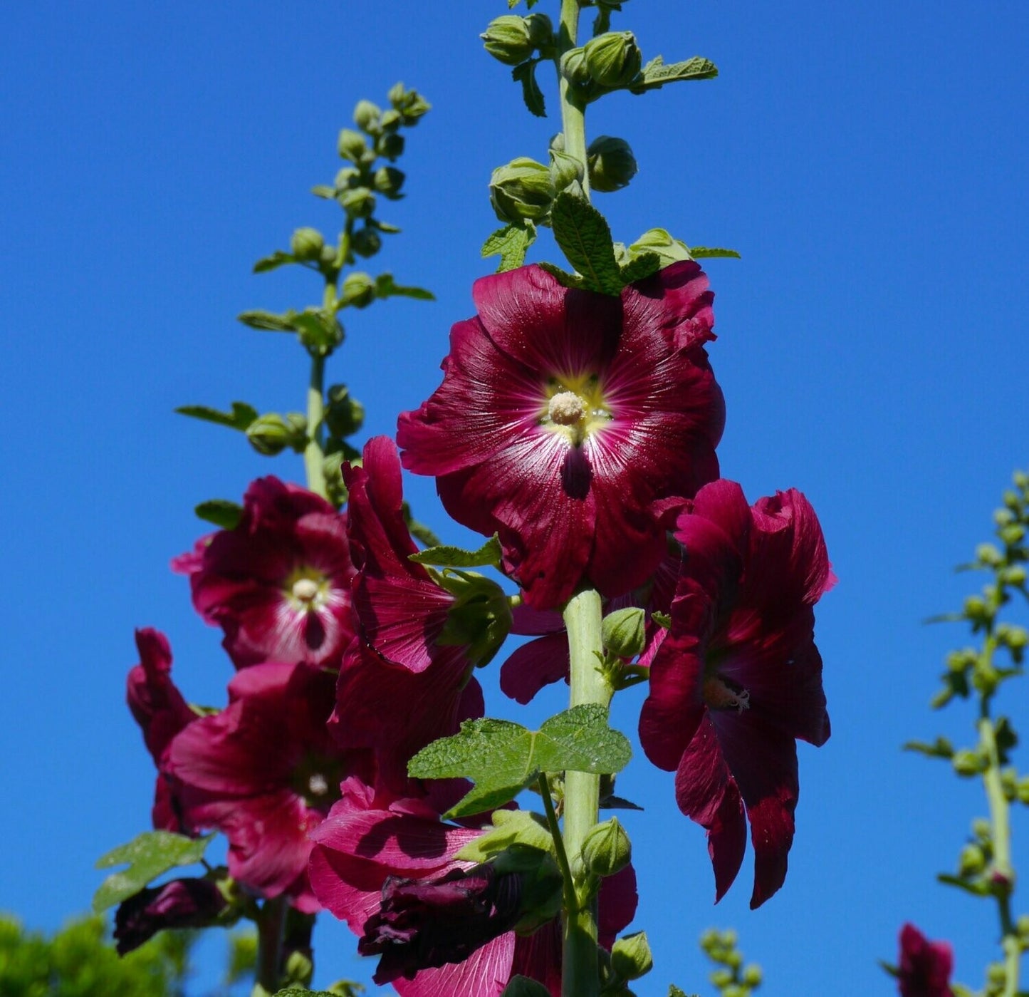 Hollyhock Alcea Rosea Flower Seeds