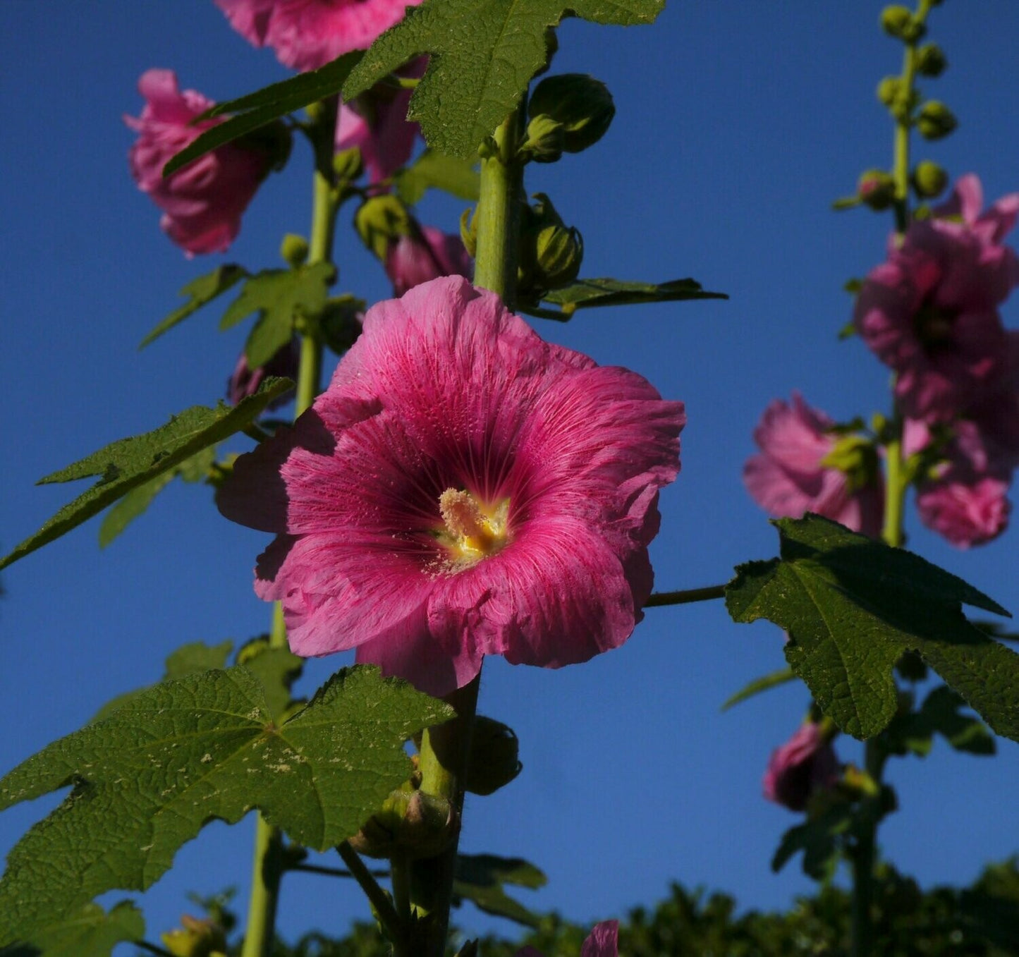 Hollyhock Alcea Rosea Flower Seeds