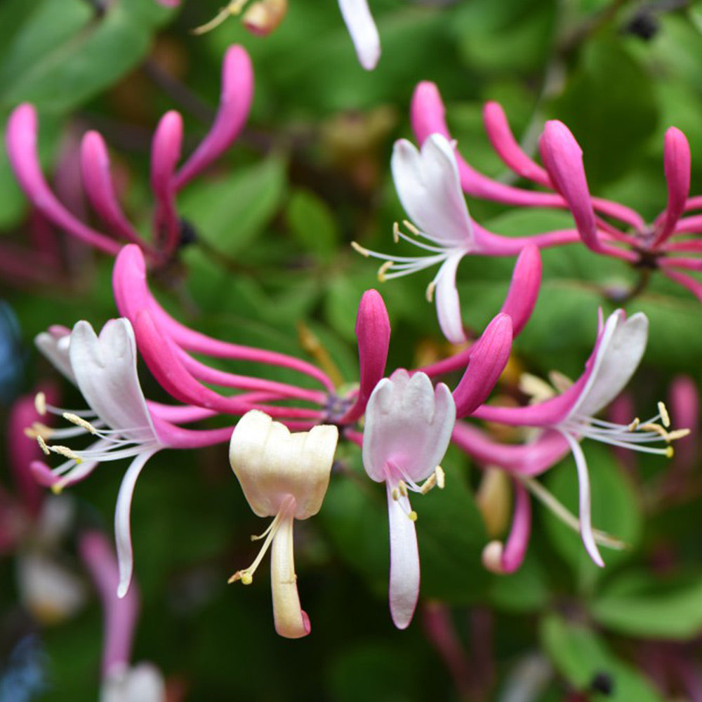 honeysuckle flower seeds Cape Honeysuckle Flower seeds for Planting Fragrant Blo