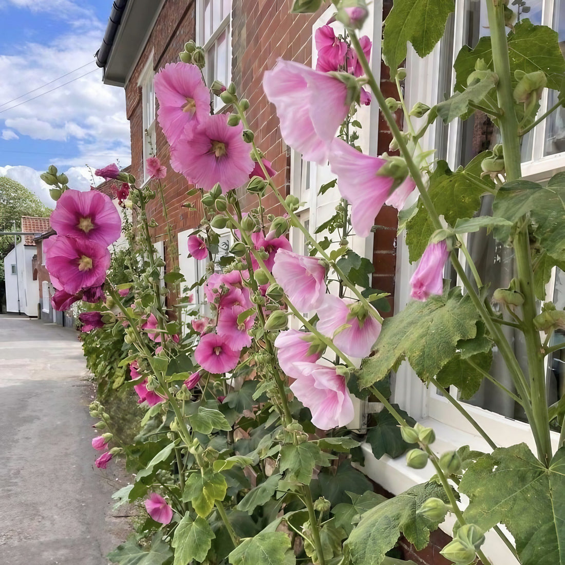 planting hollyhock seeds in summer Pink Hollyhock 'Summer Carnival' Flower Seeds for Planting – Heirloom, – Pure Asia Seeds