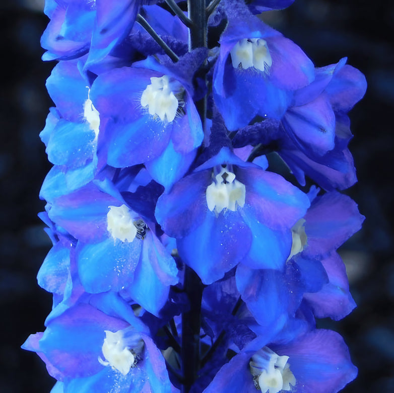 Delphinium Flower Seeds
