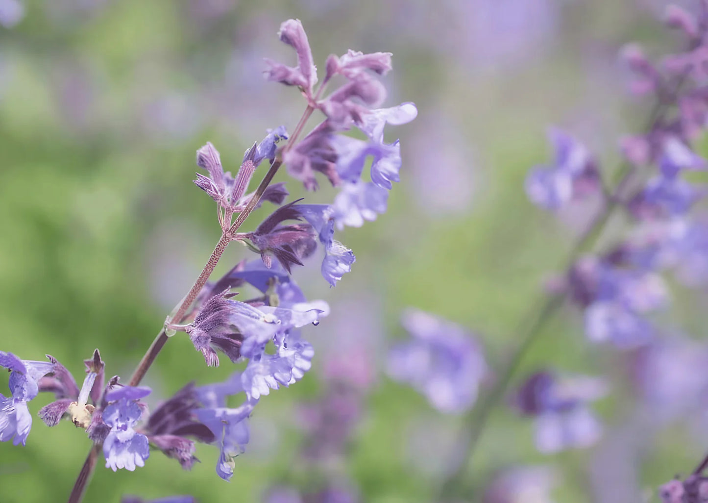 Catmint Flower Seeds