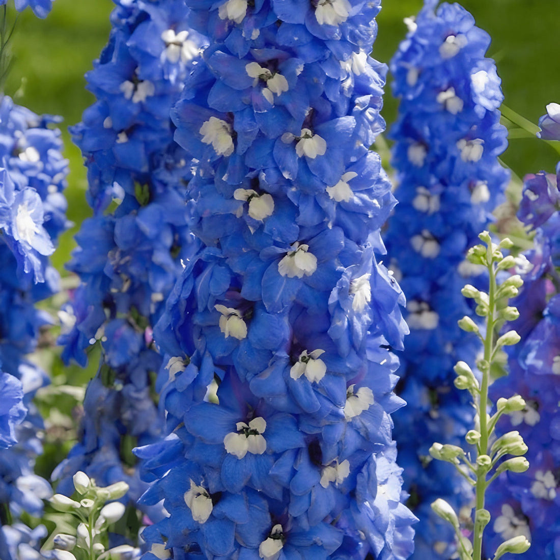 Delphinium Flower Seeds