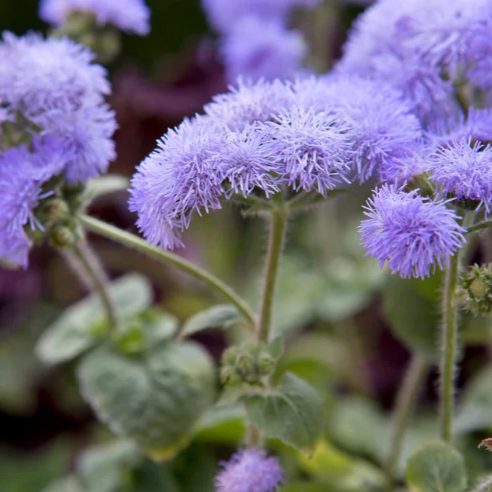 Floss Flower Seeds