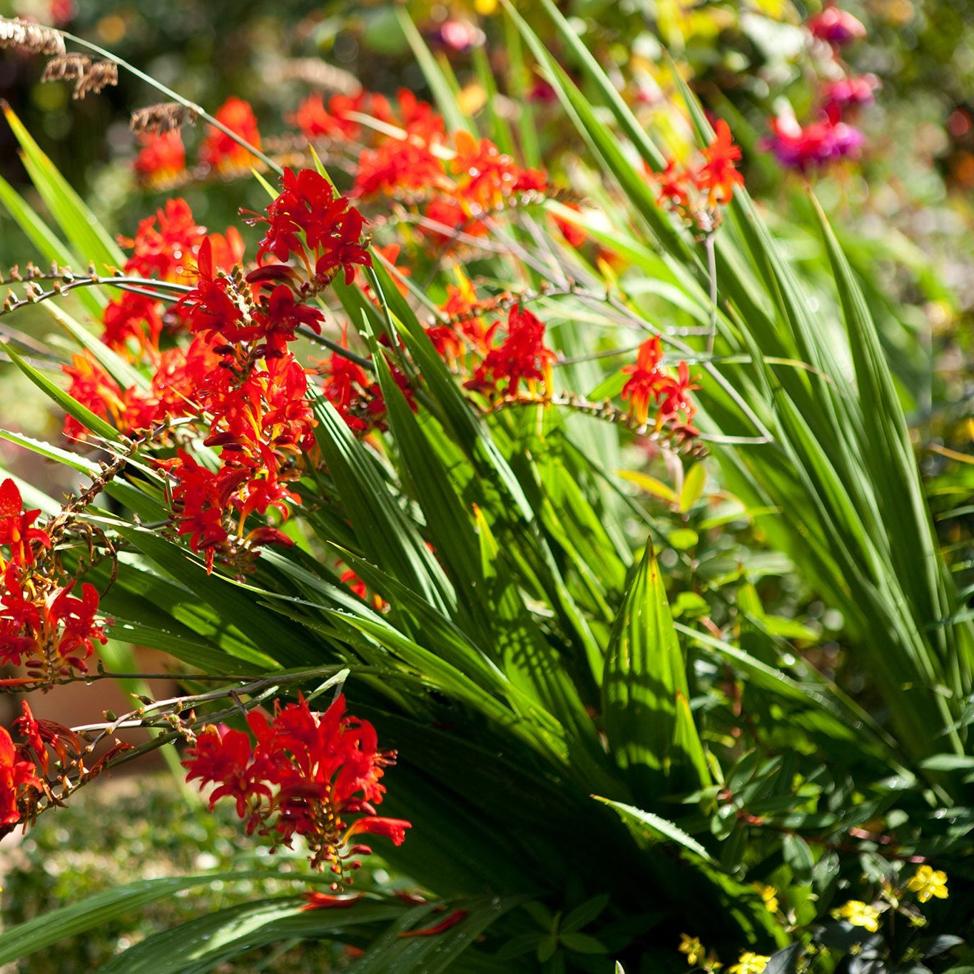 lucifer plant seeds Crocosmia Lucifer Flower Seeds for Planting – Heirloom, Non-GMO, Easy – Pure Asia Seeds