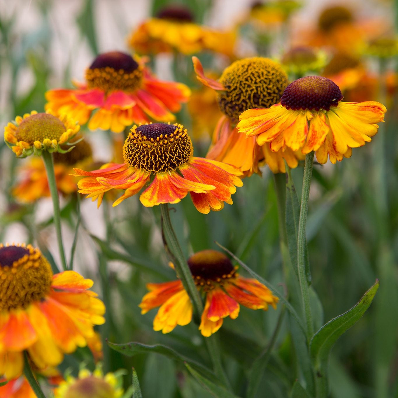 Helenium 'Herbstblätter' Blumensamen