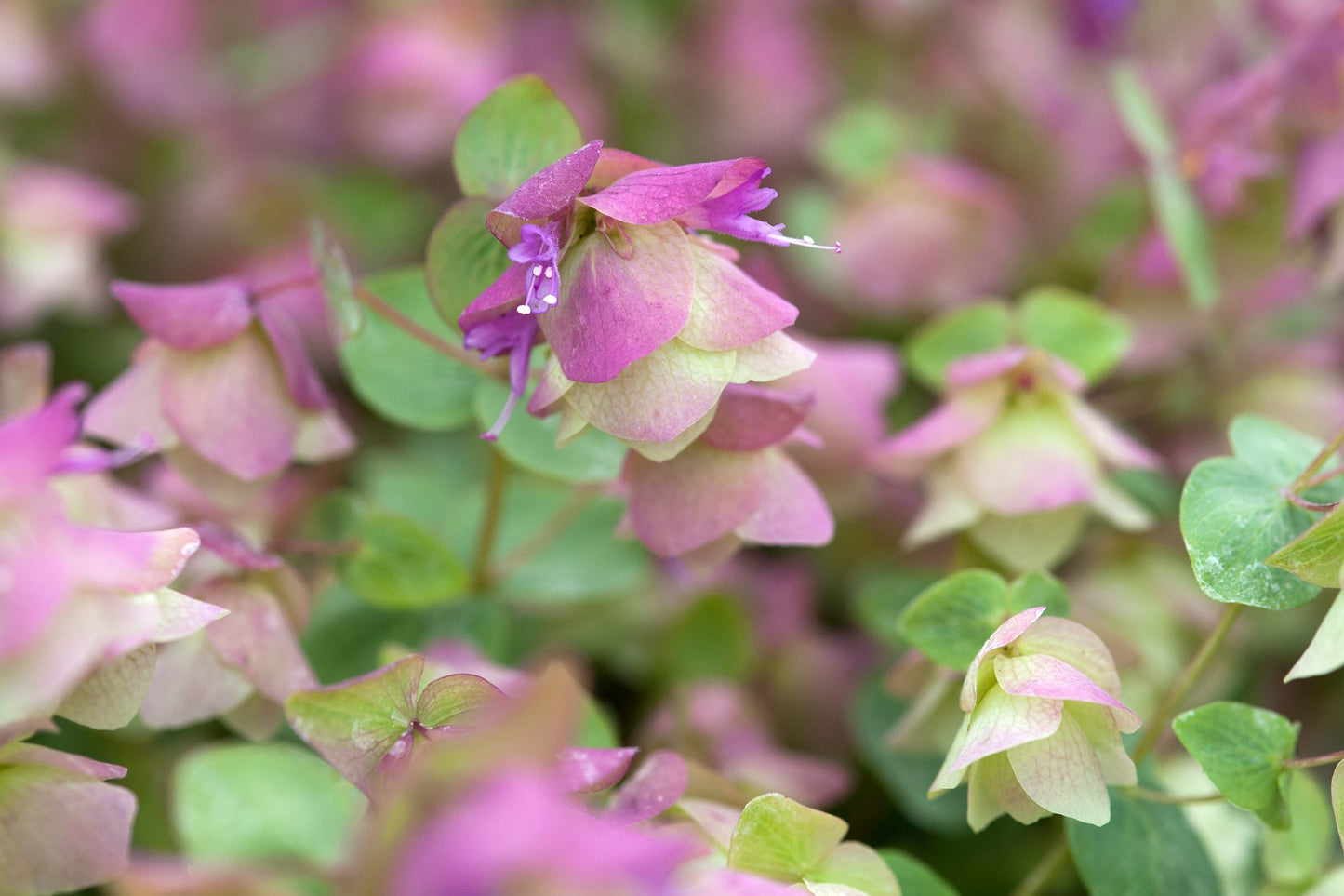Ornamental Oregano Flower Seeds