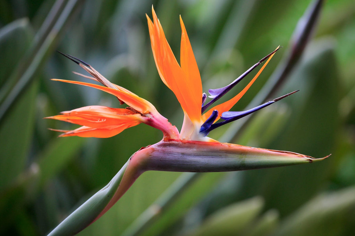 ストレリチア・レギナエ 花の種 植え付け用 日光を好む | 今すぐ購入 