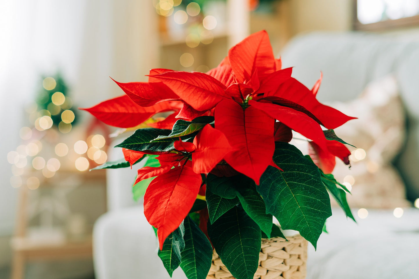 Poinsettia Herb Seeds