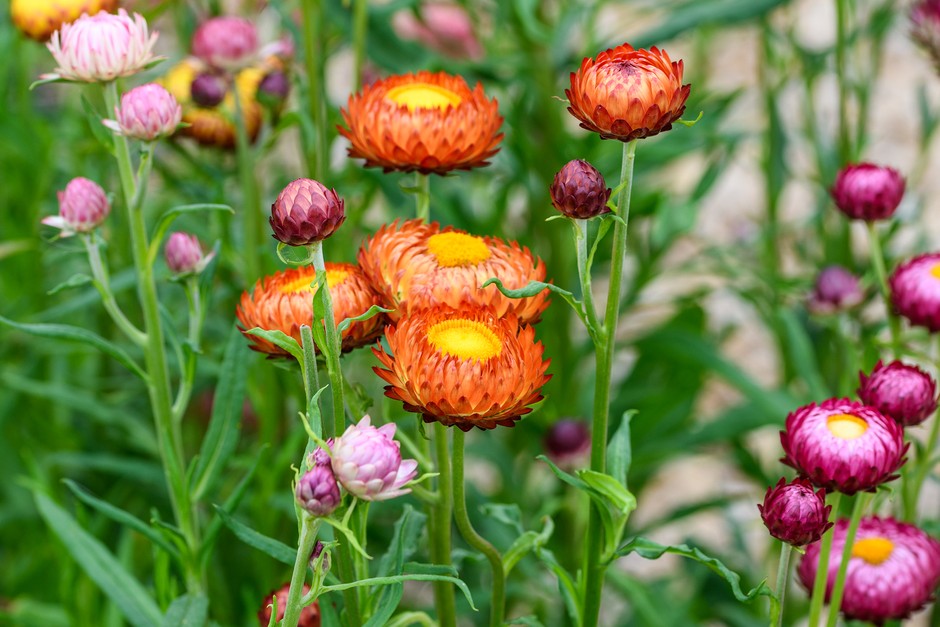 StrawFlower seeds for Planting Garden Favorite Heirloom & GMO Free Seeds for Home Garden
