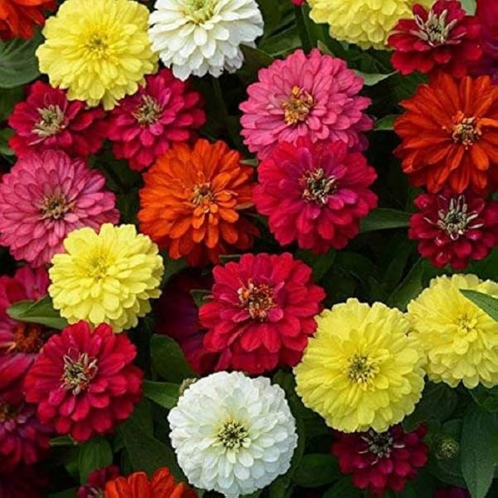 Zinnia Flower Seeds (Non-GMO) – Vibrant Garden Blooms