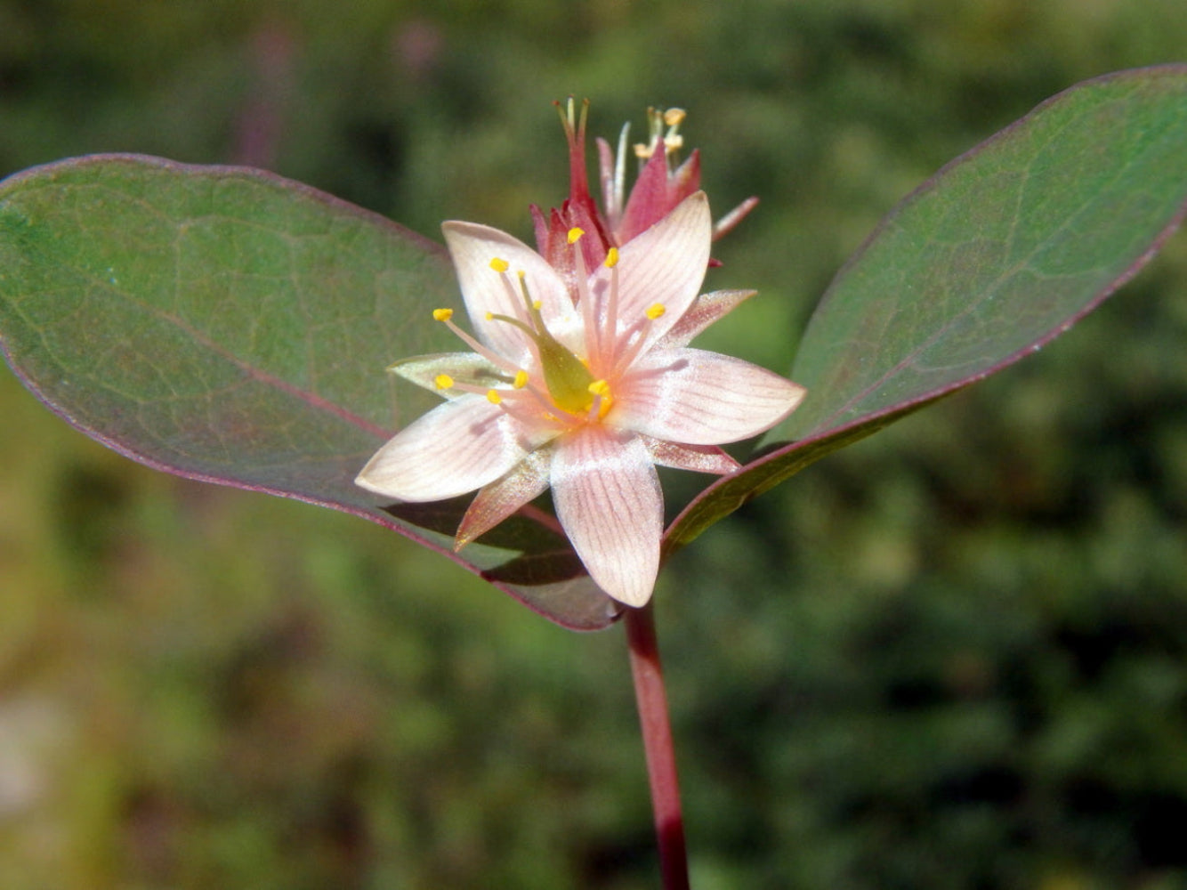 Triadenum Virginicum Flower Seeds