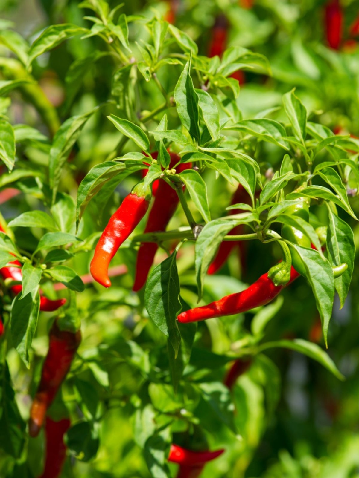 Hot Pepper Seed Collection – For Planting